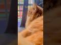 POV: A Cat Waiting for You to Come Home | Heart-Touching Pet Moment #shorts #ytshorts #viral
