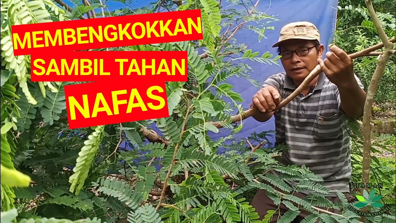 Bonsai ASEM JAWA dialam bebas BIKIN GREGET!!