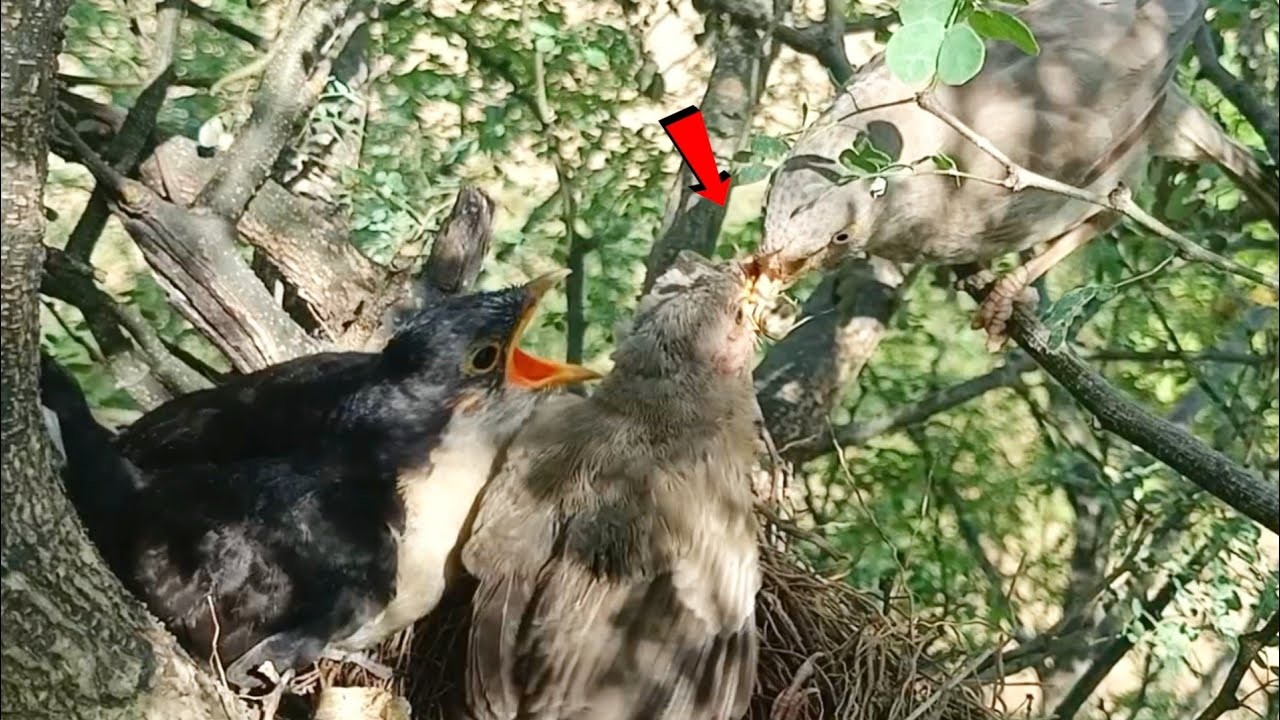 Cuckoo baby you have grown up, mother is now feeding her baby ...