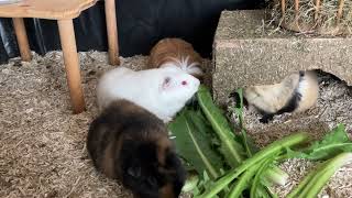 Guinea pig family eating together