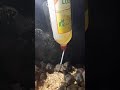 #Baby #mice #feeding #ZeeshuFairyLife 🧚‍♀️   #shorts #youtubeshorts