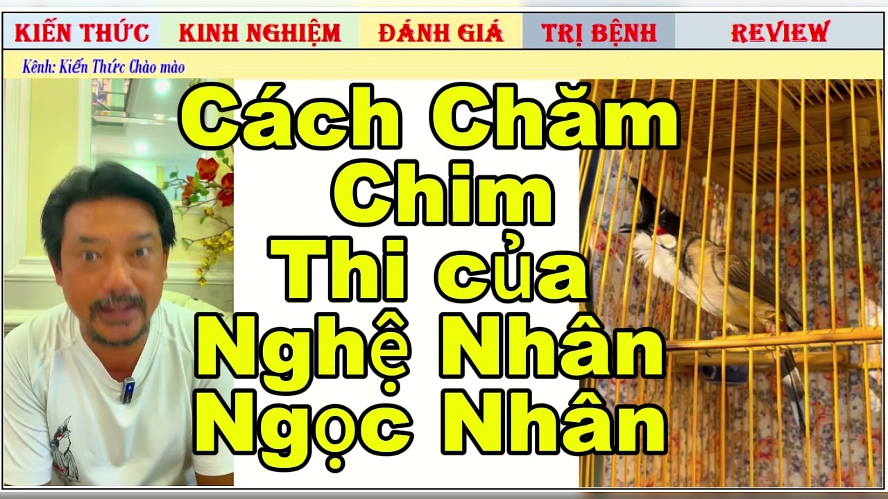 Cách chăm Chim Chào mào Thi Đấu của nghệ nhân Ngọc Nhân thế nào?
