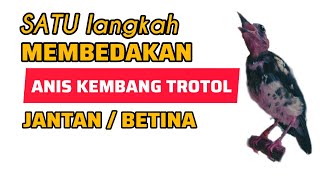 MEMBEDAKAN TROTOL ANIS KEMBANG JANTAN BETINA | AMATI SATU CIRI INI!! #birds #aniskembangngeplong
