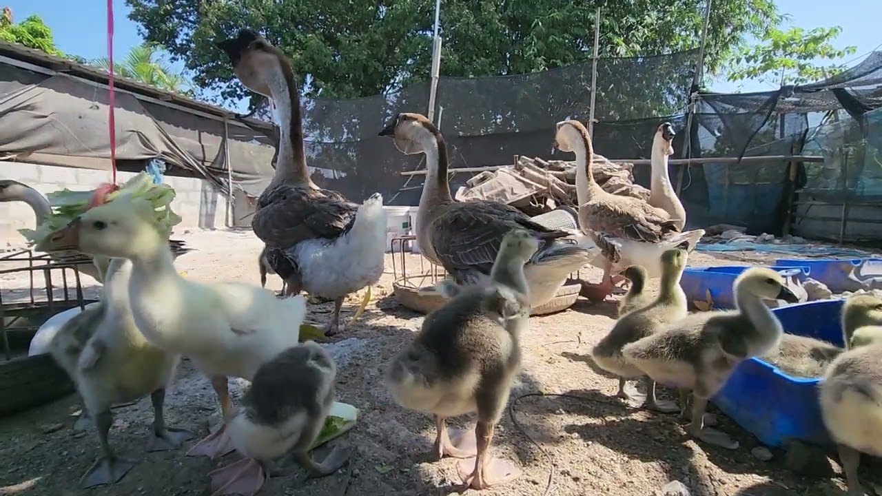 កូនក្ងានក្បាលតោស៊ីបន្លែ - African Gosling Eat Fresh Vegetables 