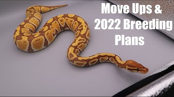 How to build a Ball Python business Plan! Plus Mojave Ultramels & Bamboo Grow On Update.