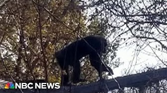 Thumbnail for Chimp escape prompts zoo lockdown