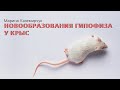 Новообразования гипофиза у крыс