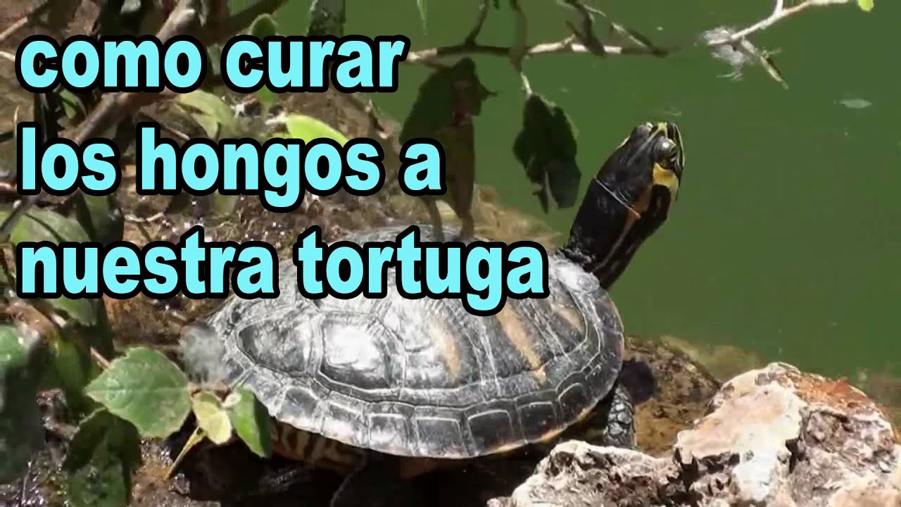 Como curar las uñas desiguales