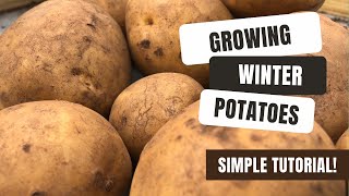 Planting Winter Cropping Potatoes For An Xmas Day Treat!