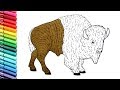 Drawing and Coloring a Bison - How to Draw Wild Animals Color Pages for Childrens
