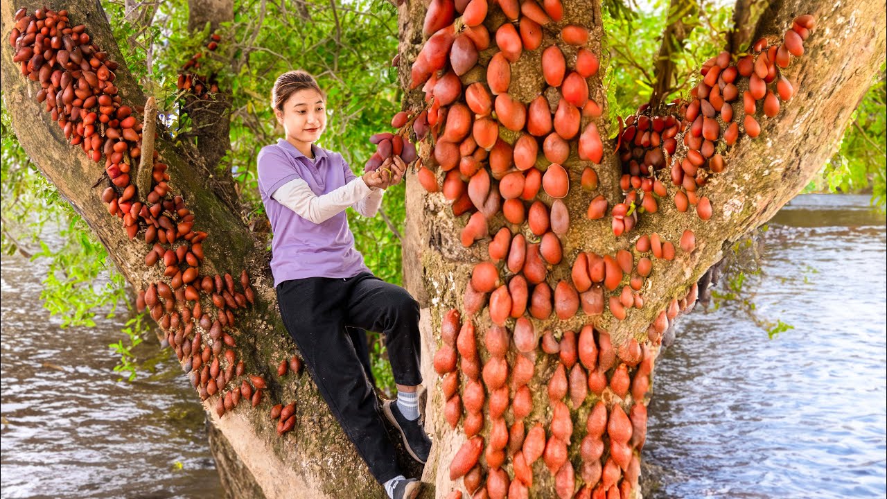 Harvesting Snake skin fruit Salak Goes To Market Sell | 4 Days of Harvesting Alone