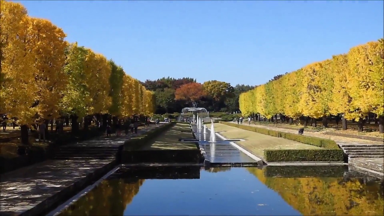 国営昭和記念公園のイチョウ並木 紅葉 Youtube