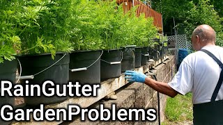 Top 6 Rain Gutter Garden ProblemsAvoid These Mistakes