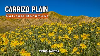 [4K Full Video] Now California is wonderful for roadtrip. Full green and wildflowers. Carrizo Plain