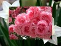 فرید رحمتی خواننده لر در همکاری با گروه کوبان فرید رحمتی خواننده لر در همکاری با گروه کوبان