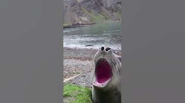 Seal Yawing With Numarous Sound,,,,Vedikai Animal Video # Shorts