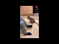 Super Funny Cat & Dog Videos 11