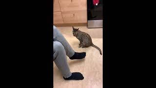 Super Funny Cat &amp; Dog Videos 11