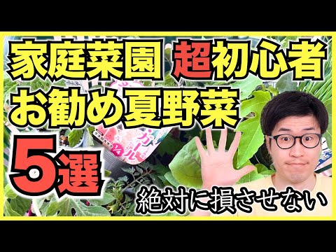 【家庭菜園】超初心者におすすめの夏野菜5選【ジャンル別に厳選】