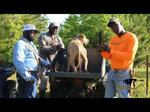 Texas Hog Hunt: Spearing Bacon N.onT.ypical Outdoorsman Style!