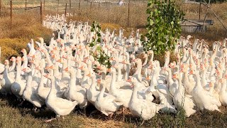 Download Lagu HOBİ OLARAK BAŞLADI ÖĞRETMENLİĞİ BIRAKTI MP3 Download Lagu HOBİ OLARAK BAŞLADI ÖĞRETMENLİĞİ BIRAKTI MP3