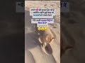 Miti Me Mila DoЁЯШЬЁЯШВ Catvideos Lovecats Funnyshorts Comedy Like Subscribenow Miti Me Mila DoЁЯШЬЁЯШВ Catvideos Lovecats Funnyshorts Comedy Like Subscribenow