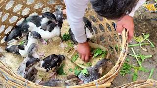Pasaran Harga Entok Endel Minti Rambon Jumbo Bebek, Angsa Soang Pasar Hewan Unggas Grabag Magelang