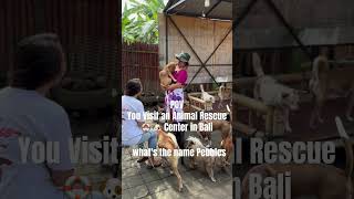 🌎 POV You visit 🐶 animal rescue in Bali #limitlessglobalgirl