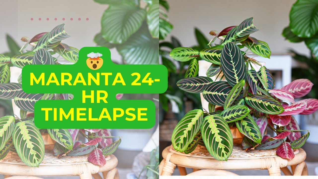 Maranta vs Calathea (Prayer Plant) - Differences | Gardenine