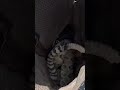 Hilarious Animal Antics Caught on Camera #shorts
