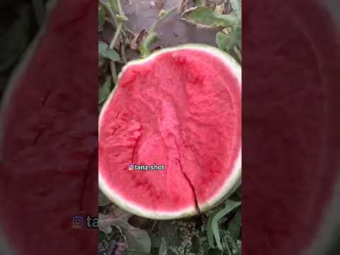 هندونه اونا و ما هندوانه طنز خنده فان کلیپ شورت  