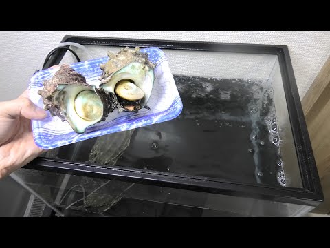 スーパーで売られていたサザエさんをカニ水槽に入れてみた