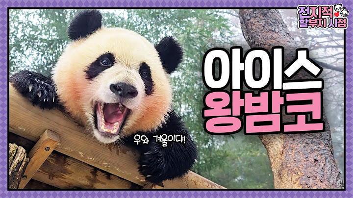 [Grandpa’s Perspective] ep.201 Ruihui's First Snow Play Ever 💕 | Panda World