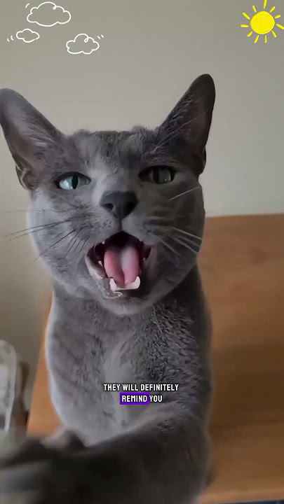 russian blue cat harga #shorts #viral #animals #cat #russianblue
