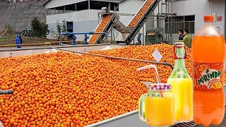 Cosecha de naranjas. Línea de producción de jugo de naranja enlatado y tecnología en la fábrica