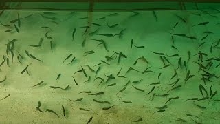 What Happens on a Trout Farm?