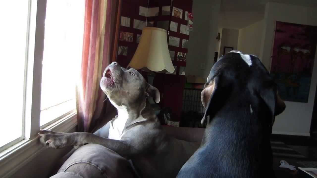 Pit Bulls Howling - We Miss Daddy