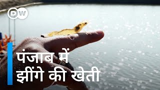 गेंहू-चावल उगाने वाले पंजाब में झींगे कैसे पहुंचे [Saline solution: Farming prawns in Punjab]