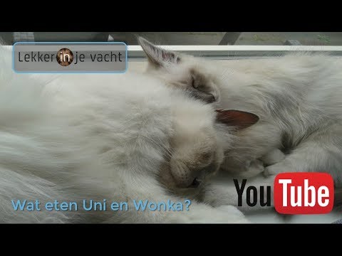 Video: Tips Voor Het Vinden Van Het Beste Kattenvoer Voor Gewichtstoename