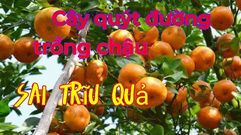 Cách trồng và chăm sóc cây quýt đường trên chậu sai trĩu quả, ai cũng làm được