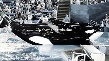 Winter Wolf Orca Christmas MEP part 7