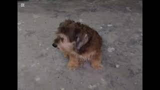 Flores, remix cover , @Xavi_Official - datenshi 