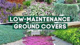 5 Low Maintenance Ground Cover Plants to Prevent Weeds 👍👌 \/\/ Part 1 💚