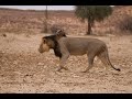 Lion roaring in the Kgalagadi Reserve