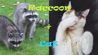 Can a raccoon impregnate a cat? 🐱 Answer to your cat questions on Animals A2Z by Animals A2Z 425 views 3 years ago 46 seconds