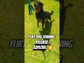 Controlled Power | Rottweiler Flirt Pole Training 💥🐾 #rottweiler #dogtraining #dogshorts #shorts