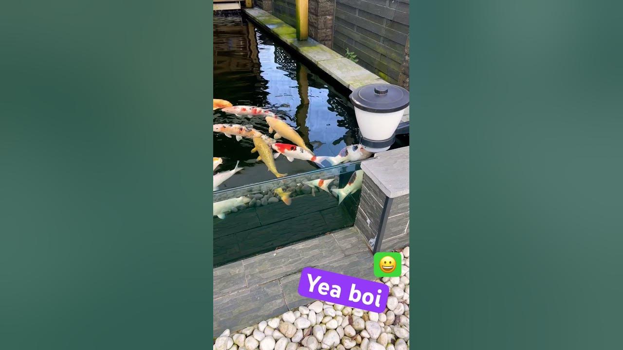 can-you-feed-koi-in-the-winter-food-koi-ponds-fyp-1k-youtube