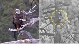 FOBBV ~ SHADOW & KAYDEE HAVE 1ST DISAGREEMENT IN ROOST TREE! 😲 BOUNDARIES BEING SET & ZOOM! 8.24.26