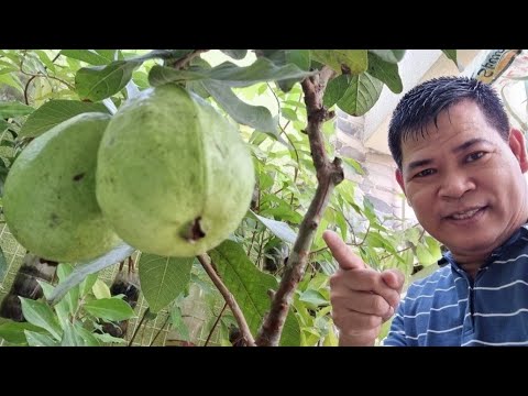 Video: Seed Grown Guava Trees: Paano At Kailan Magtatanim ng Mga Buto ng Guava
