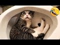 笑ったら負け😍 2025 年の最も面白い猫と犬の動画 😹🐶 パート 2